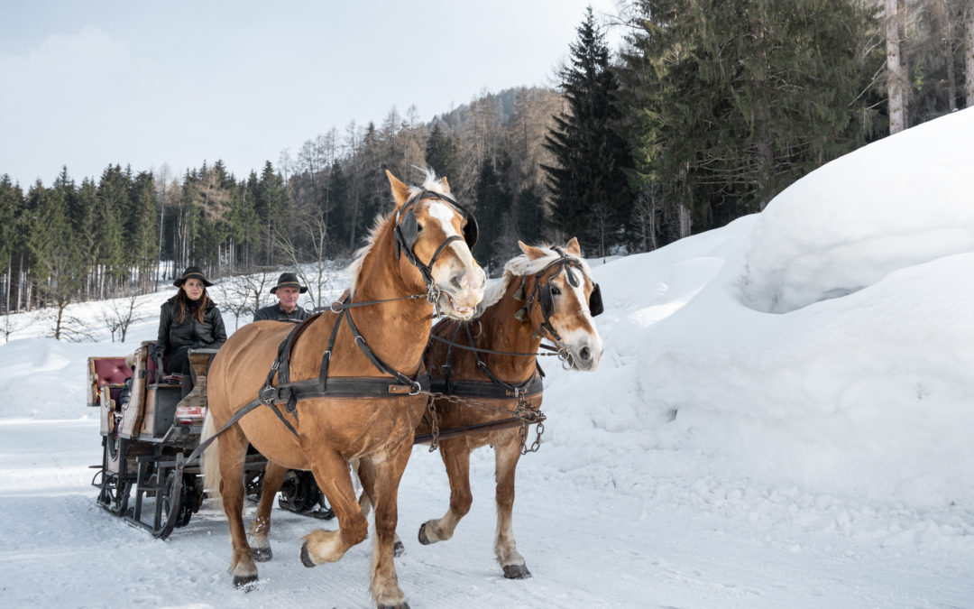 Slitta con cavalli sulla neve