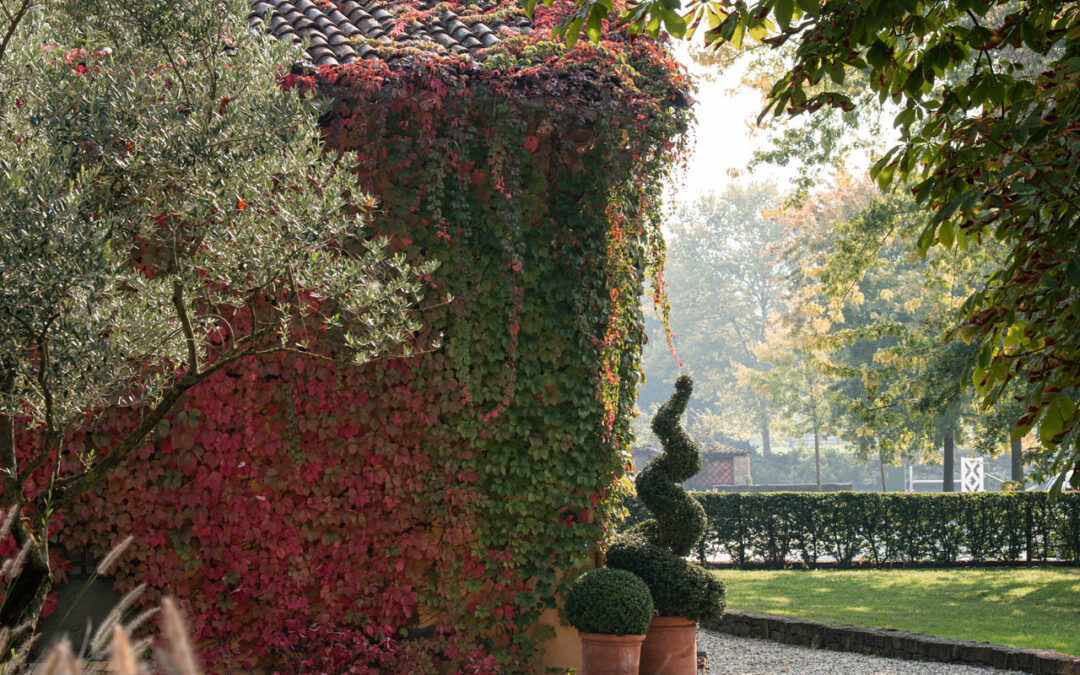 Opuntia | garden designer