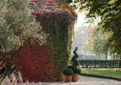 Opuntia | garden designer